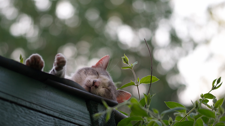 可爱极了 动物 猫 