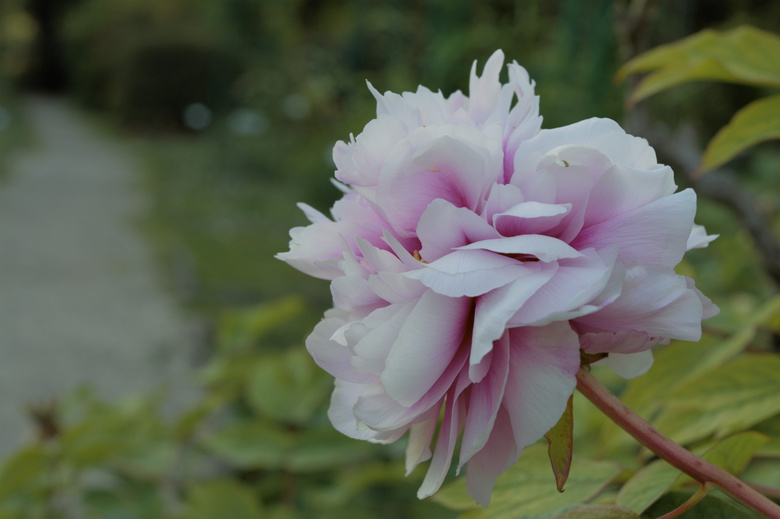 美丽的 钟 花 