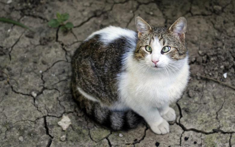 可爱极了 动物 猫 