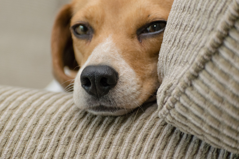 可爱极了 动物 比格犬 