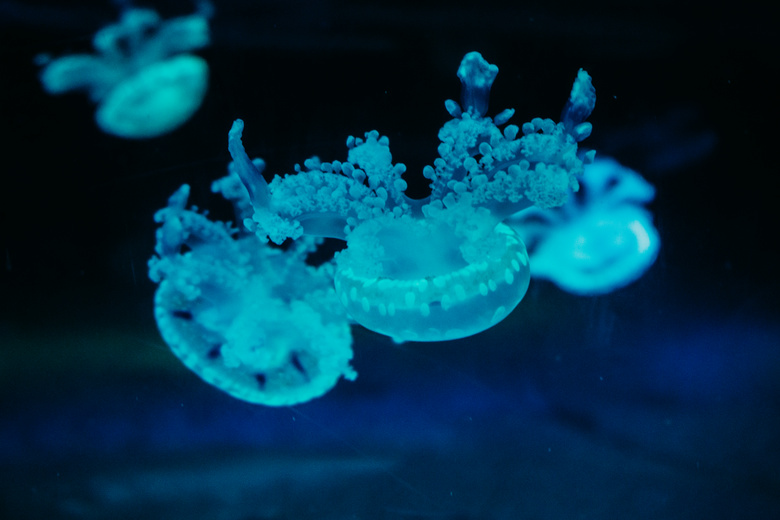 水 水族馆 美丽的 