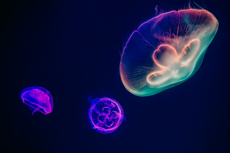 水 水族馆 美丽的 