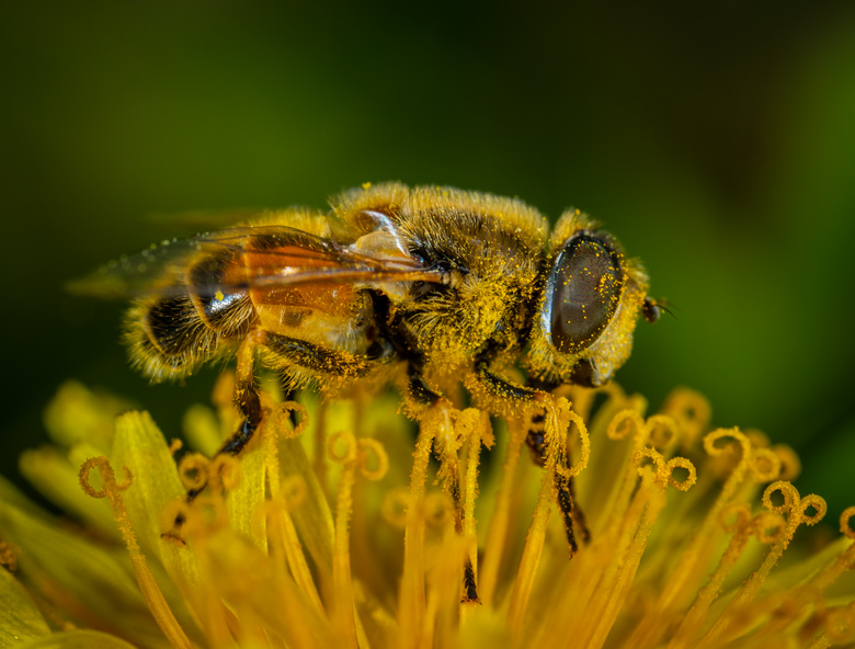 动物 蜜蜂 大黄蜂 