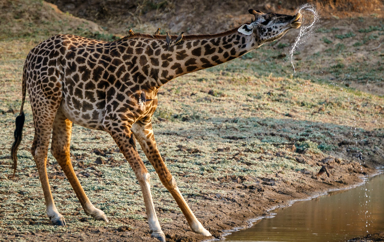 非洲 动物 长颈鹿 
