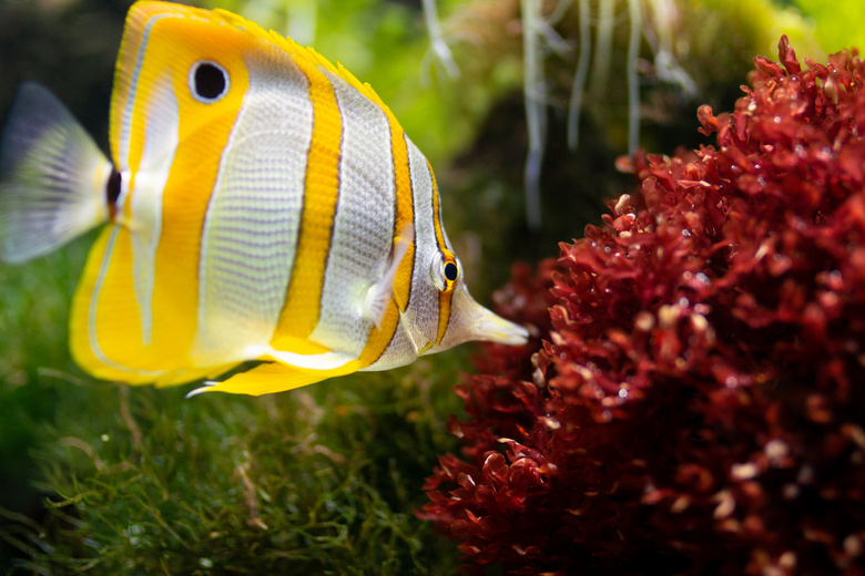 动物 水族馆 水生 