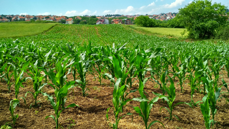 农业 玉米 玉米地 