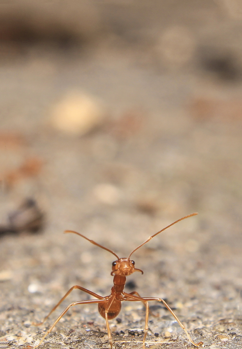 动物 蚂蚁 天线 