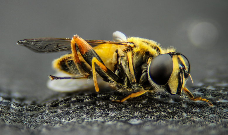 动物 天线 蜜蜂 