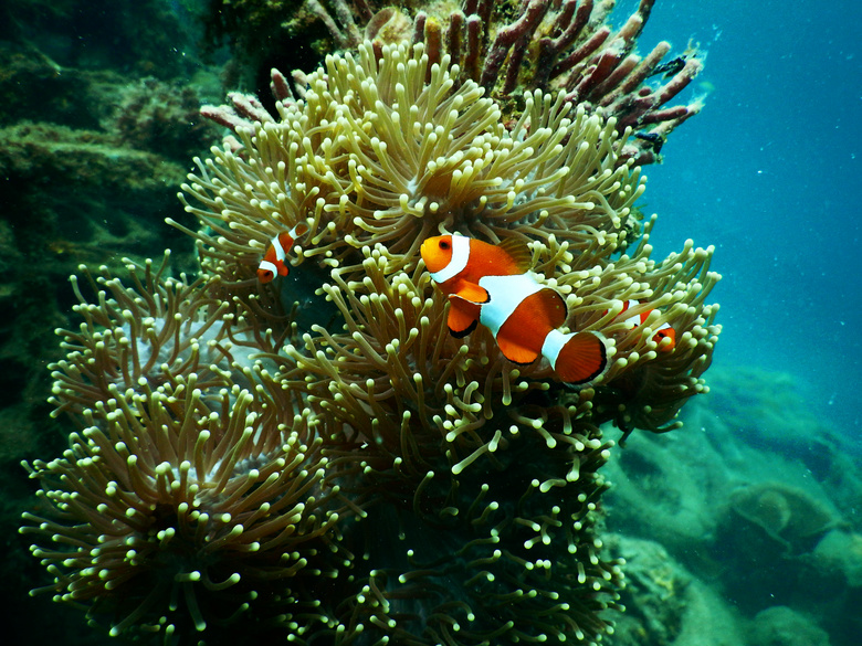 银莲花 水族馆 水生 