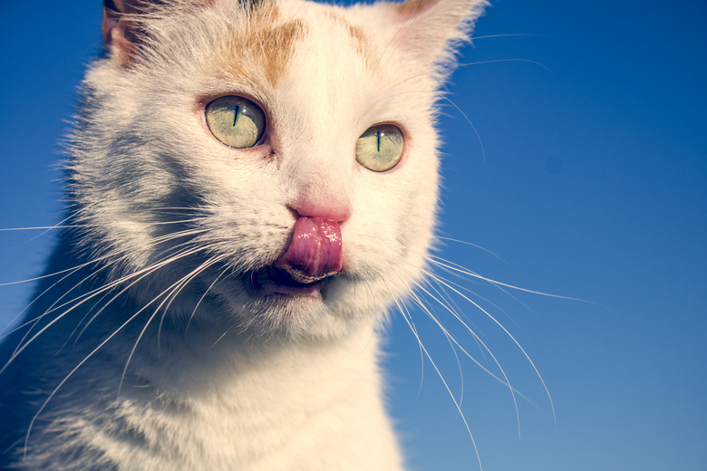 动物 猫 面对 