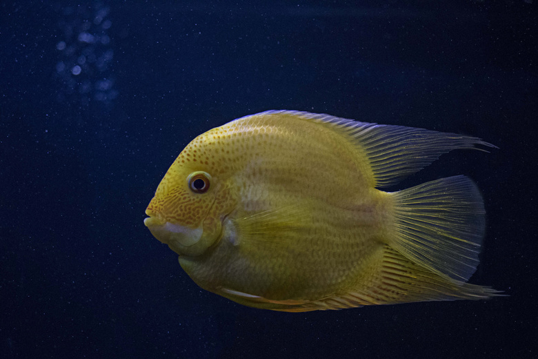 动物 水族馆 水生 