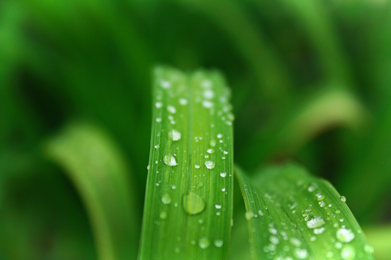 模糊 明亮的 露水 