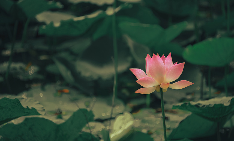 水生 植物 美丽的 