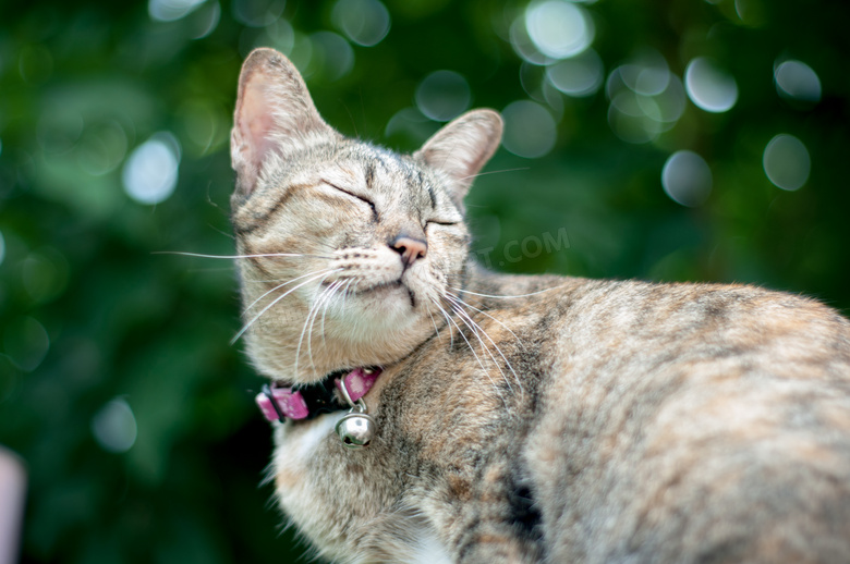 可爱极了 动物 猫 