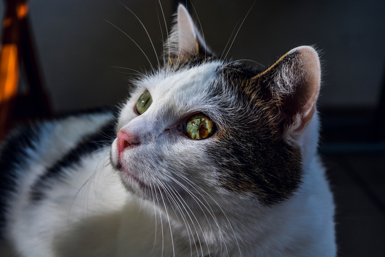 可爱极了 动物 猫