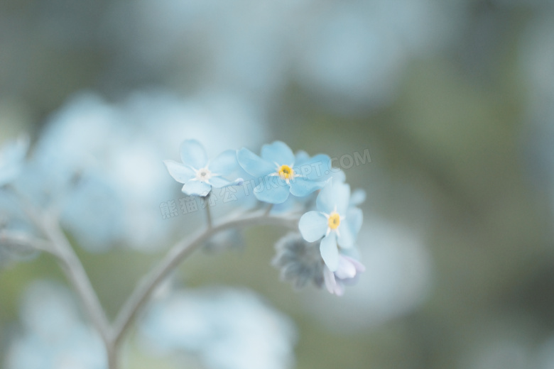 开花 特写 植物区系 