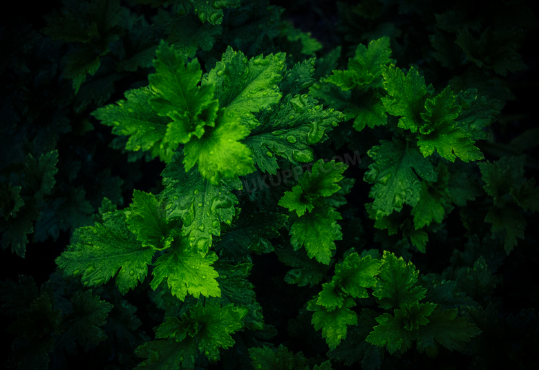 4k 壁纸 芳香的 