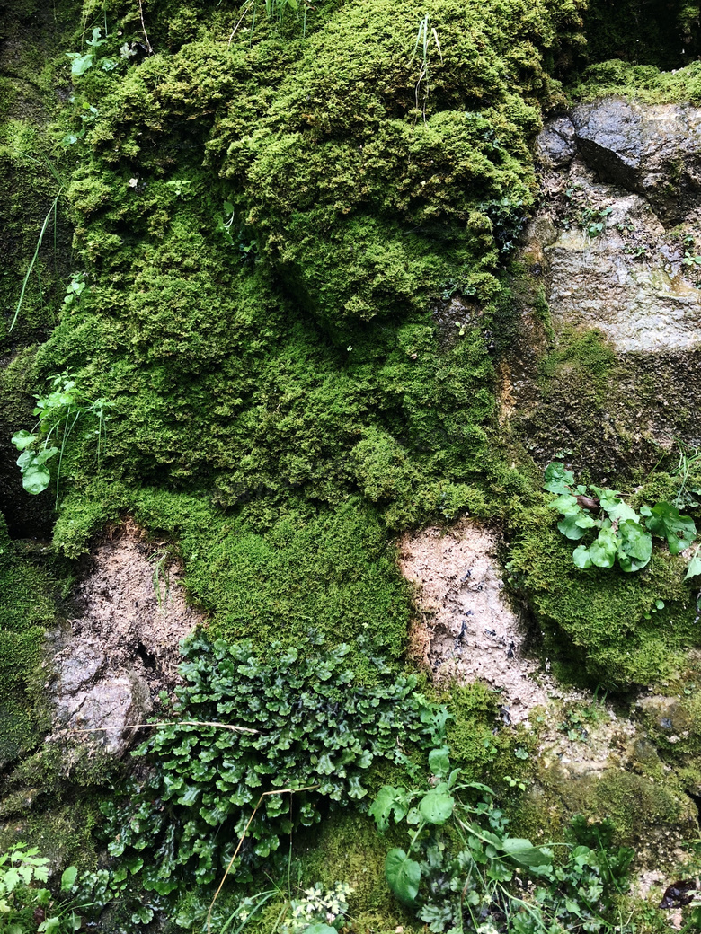 环境 蕨类植物 植物区系 