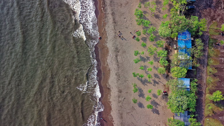 海滩 鸟的 眼睛 