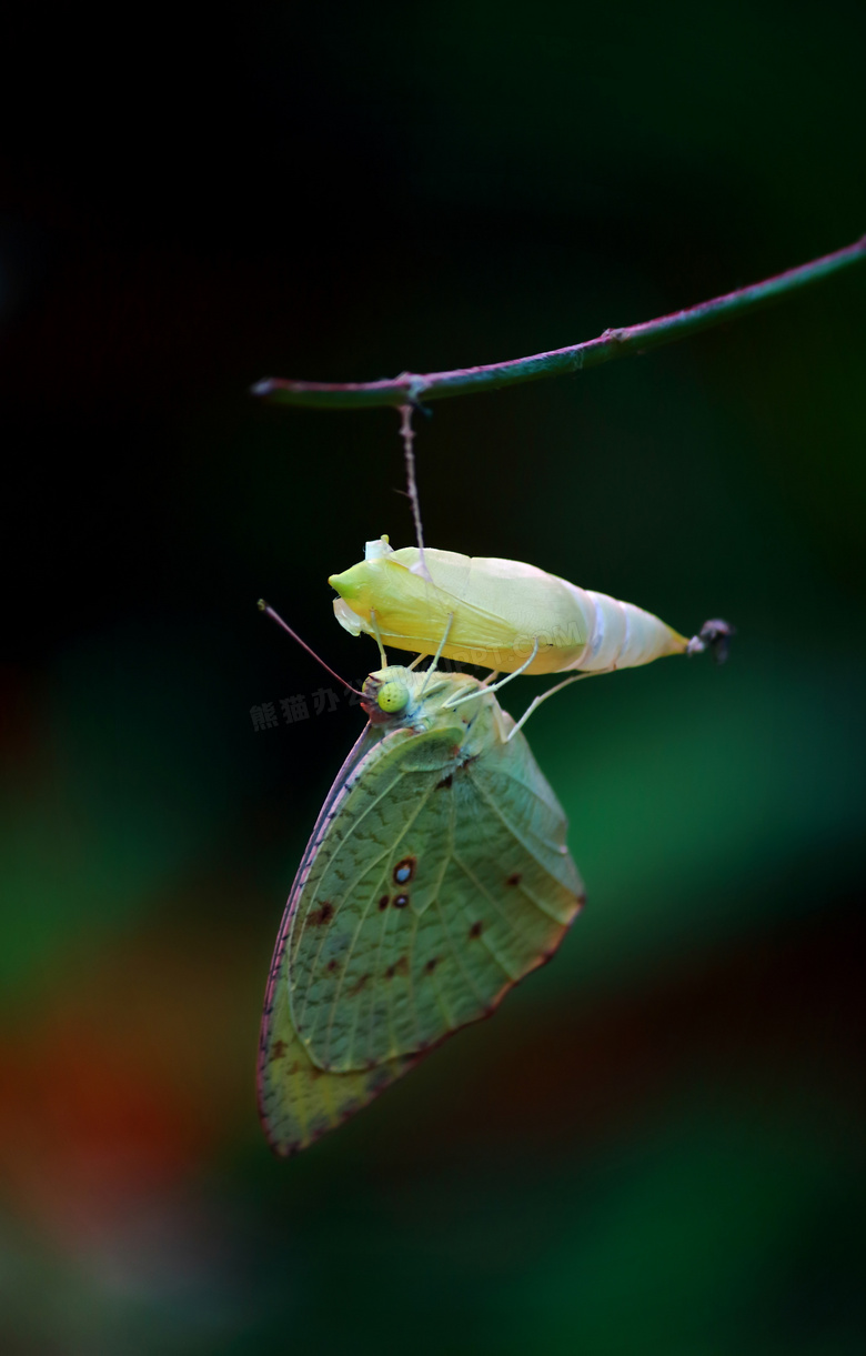 天线 美丽的 生物学 