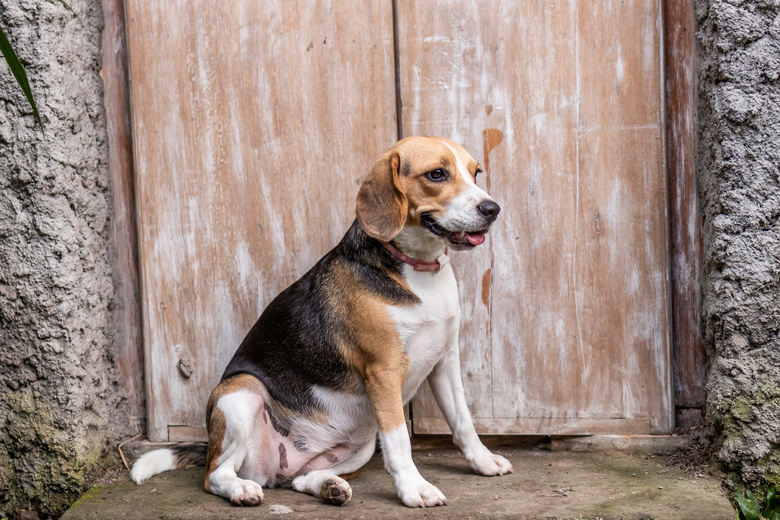 可爱极了 动物 比格犬 