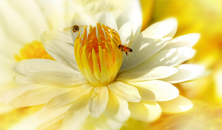 动物 美丽的 蜜蜂 