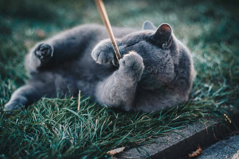可爱极了 动物 猫 