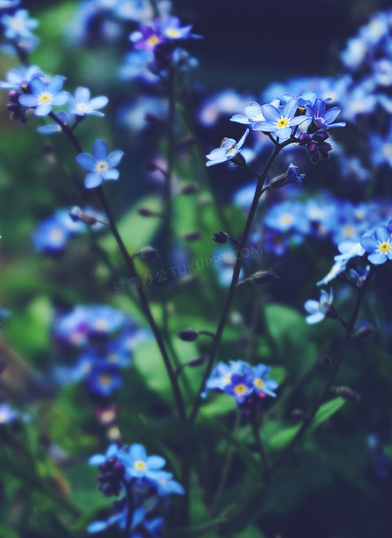 美丽的 花 开花 