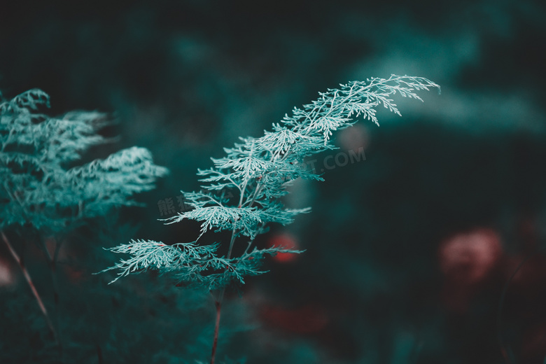 生物学 变模糊 背景 