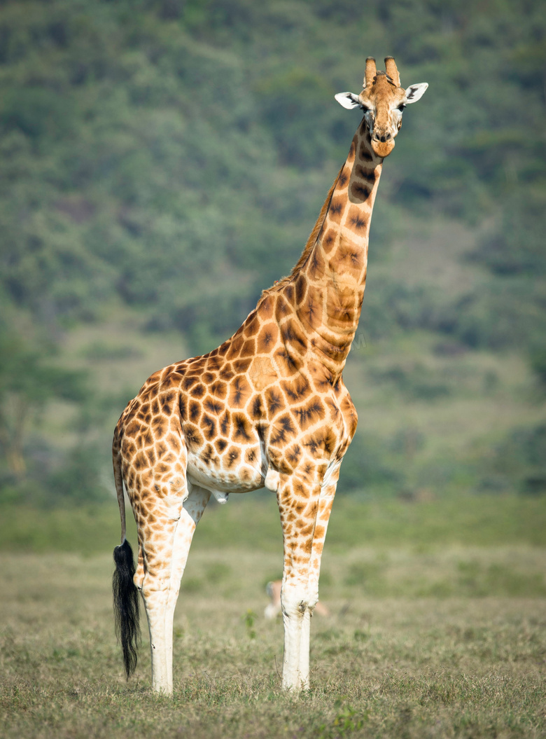 动物 摄影 长颈鹿 