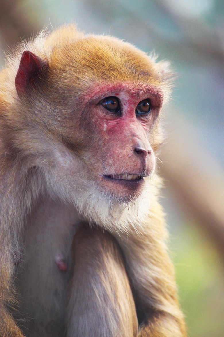 動物攝影特寫jpg格式圖片下載_熊貓辦公