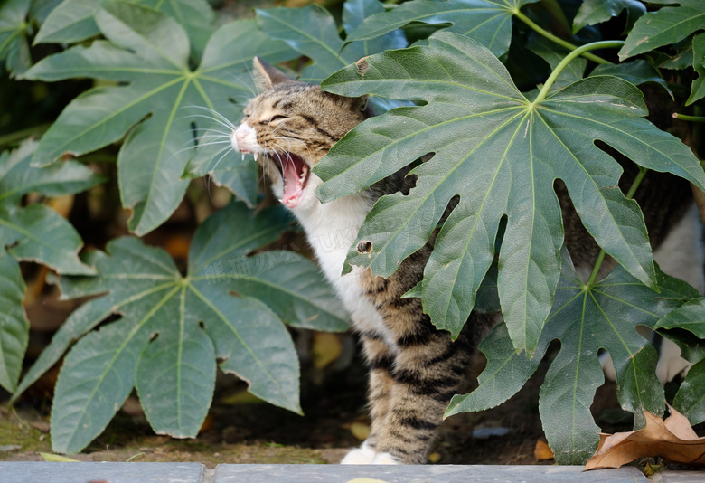 动物 猫 可爱的 