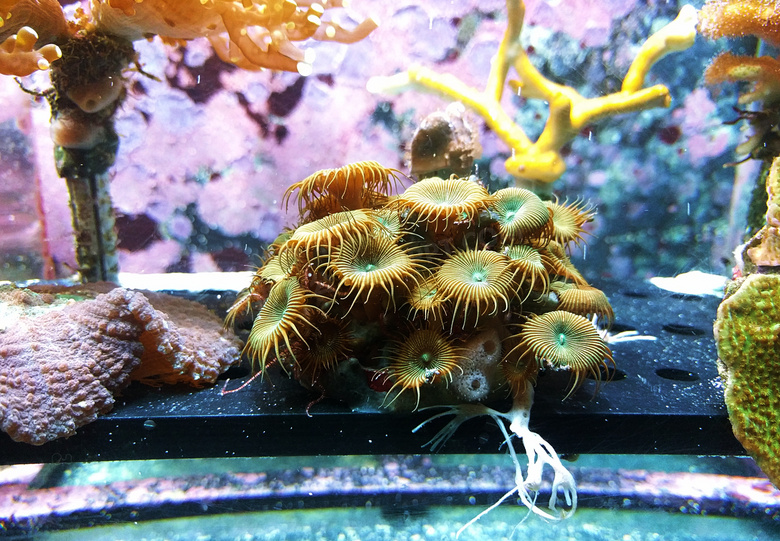 水族馆 特写 颜色 