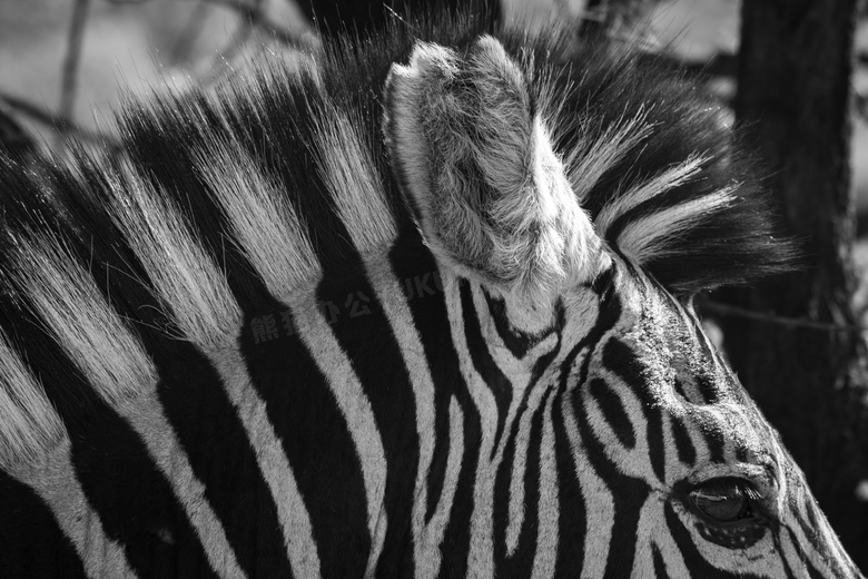 动物 摄影 黑白 