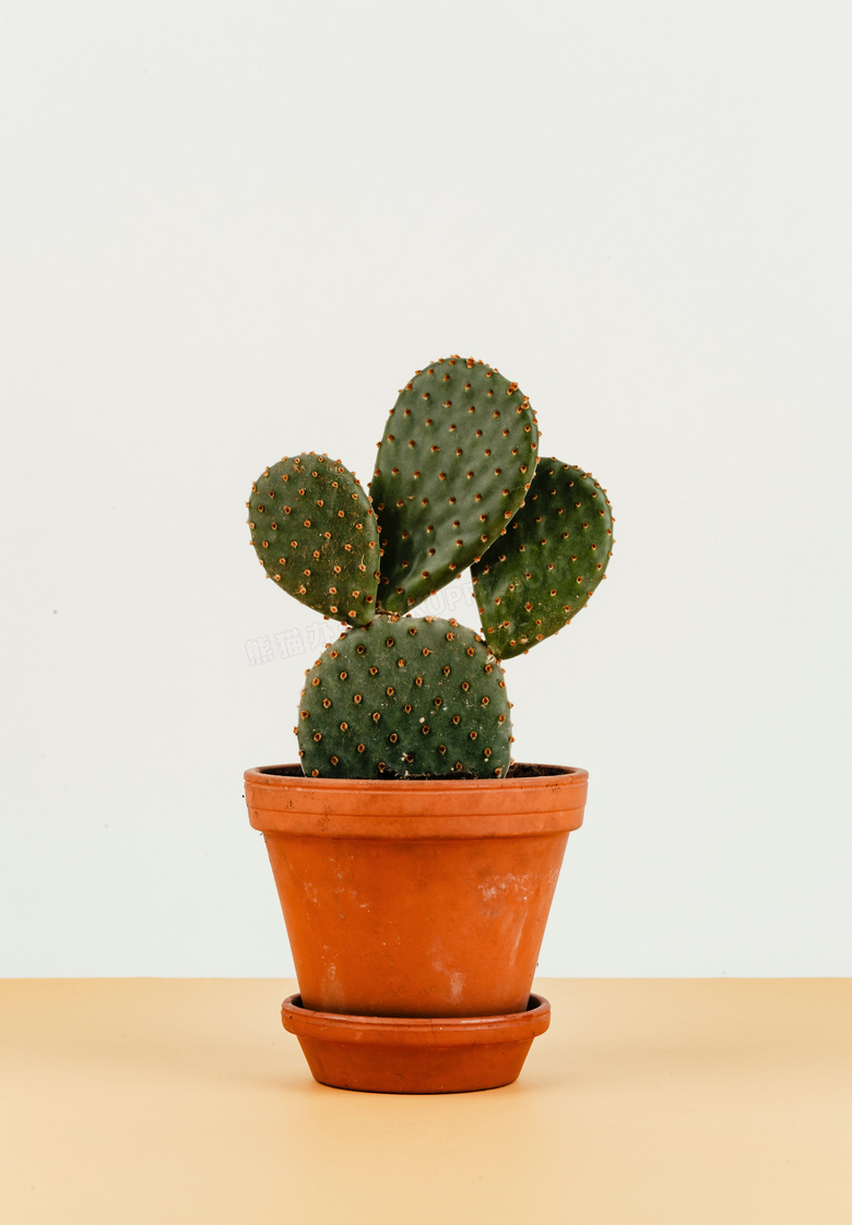 植物的 植物学的 植物学 