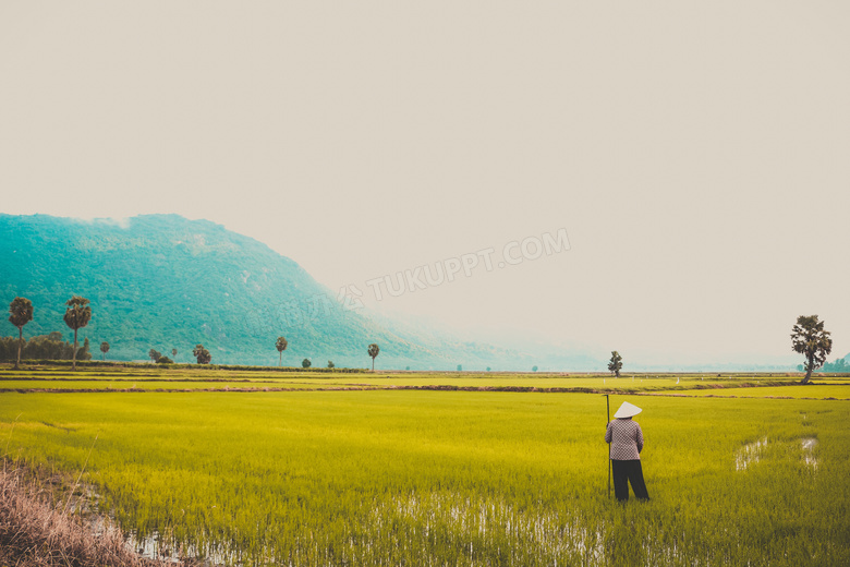 越南 农业 云 