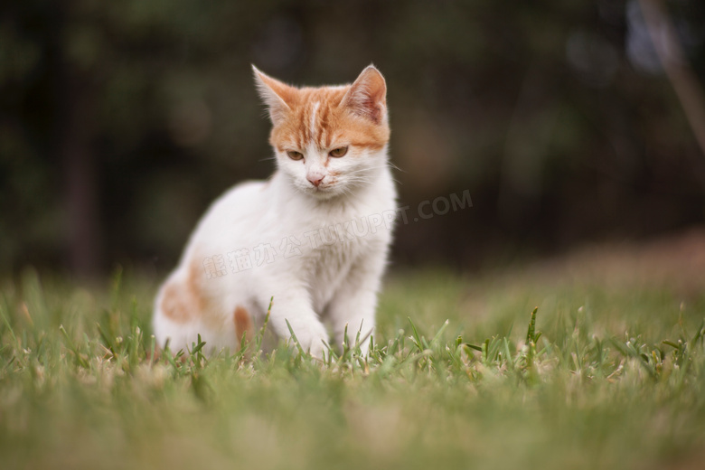 动物 猫 面对 