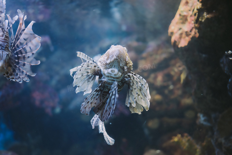 动物 水族馆 水生 