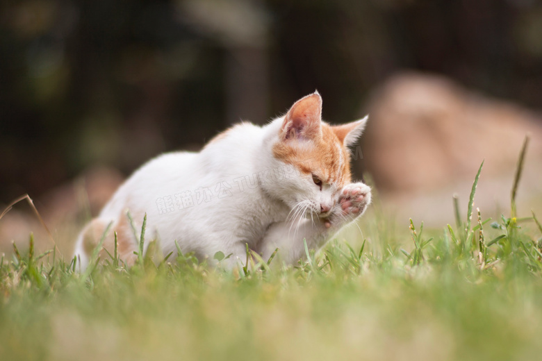 可爱极了 动物 猫 