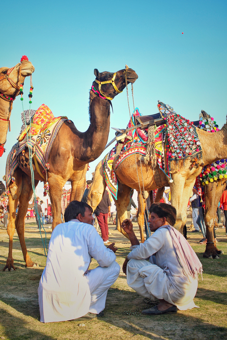 动物 阿拉伯的 骆驼 