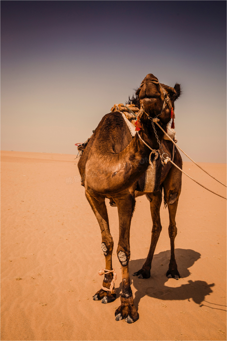 动物 阿拉伯的 骆驼 