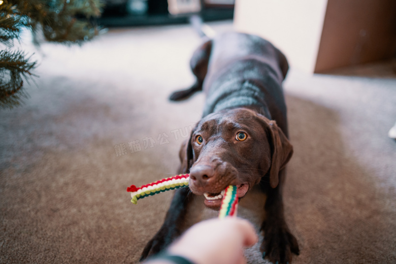 动物 犬 可爱的 