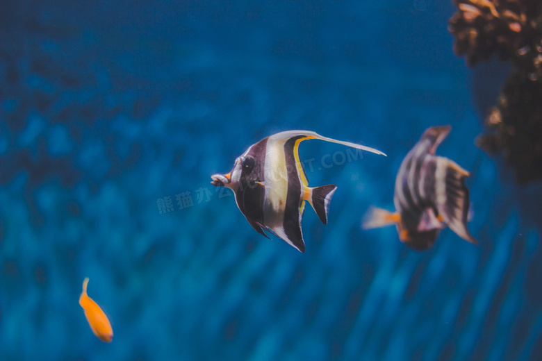 动物 摄影 水族馆 