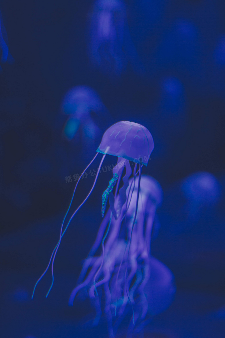 动物 水族馆 水生 