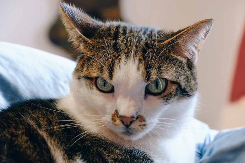 可爱极了 动物 猫 
