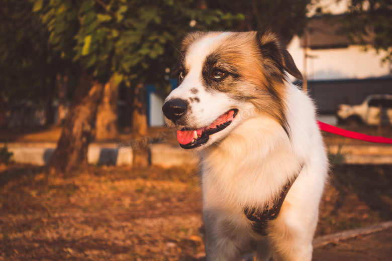 动物繁殖犬jpg格式图片下载 熊猫办公