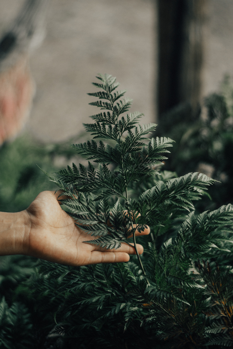 分支 特写 颜色 