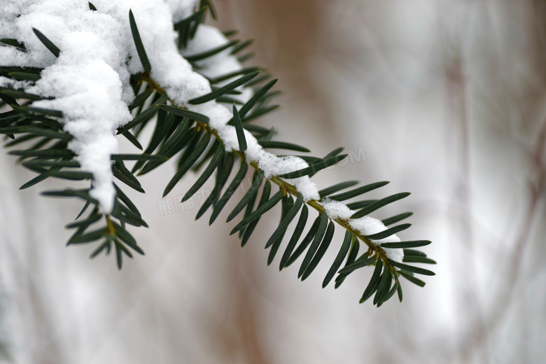 特写 宏 雪 