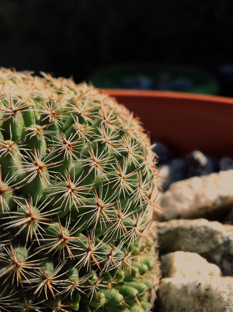 仙人掌 特写 植物 