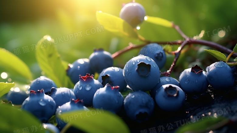早晨新鲜蓝莓特写高清图片